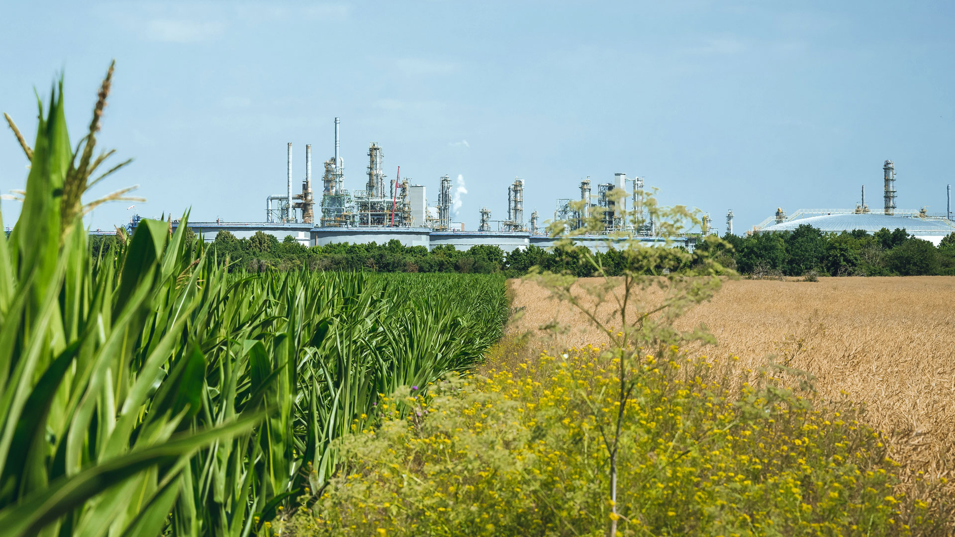 View of an oil refinery behind a cornfield