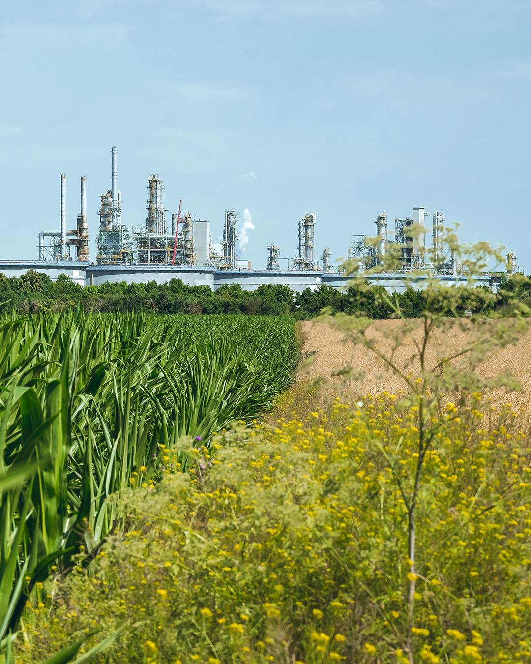 View of the oil refinery behind a cornfield 